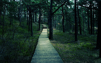 Forest, , Boardwalk HD wallpaper