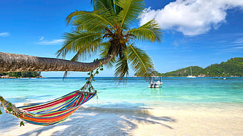 Summer Beach, Summer, Coconut tree, Vacations, Sea HD wallpaper
