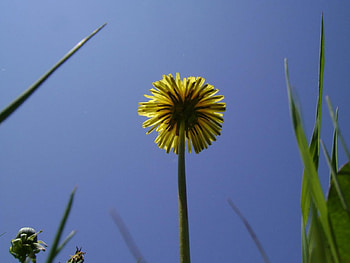 untitle4, blue, sky, flowers, yellow HD wallpaper