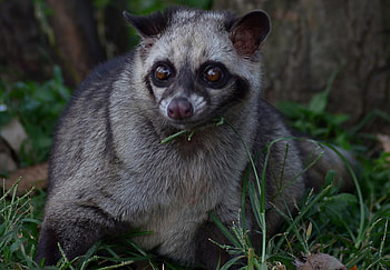 Asian Palm Civet, 42 musang ideas, Wild animals, Mammals HD wallpaper