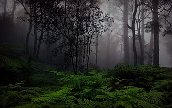 real scottish forest, real, , , scottish, forest, stunning HD wallpaper