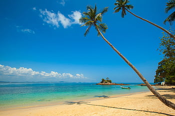 Idyllic tropical beach with palm trees, clear ocean, and blue sky. HD wallpaper