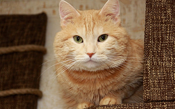 Cat, animal, kitten, feline HD wallpaper