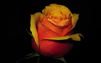 Red and Gold Rose , Red and Gold Rose Myspace Backgrounds . HD wallpaper