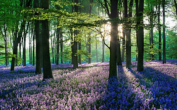 Landscape, Flowers, Trees HD wallpaper