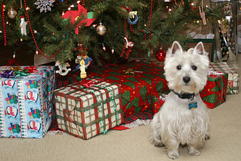 Christmas dog, animal, dog, puppy, holiday, christmas, pet HD wallpaper