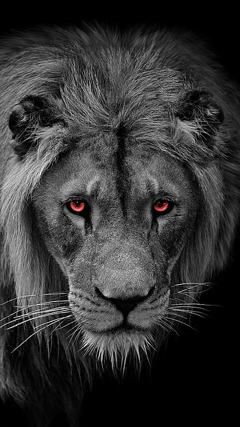 Calm lion, eye, big_cats HD phone wallpaper