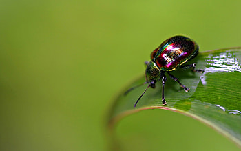 Insect for home, Home decor inspiration, Nature-inspired interiors, Insect-themed design HD wallpaper