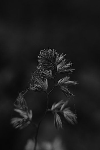 Web, Plant, Macro, Bw, Chb HD phone wallpaper