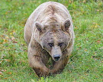 Animals, Brown, Bear, Wildlife, Animal, Brown Bear HD wallpaper
