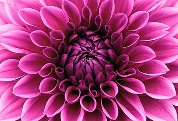 Dahlia, pollen, close up, pink HD wallpaper