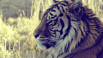 0 Tiger Group Tiger Group HD wallpaper