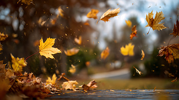 Autumn Breeze — Falling Leaves, fall, falling leaves, maple leaf, Autumn HD wallpaper