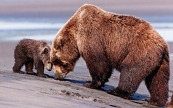 Animals, Bears, Young, Couple, Pair, Joey HD wallpaper