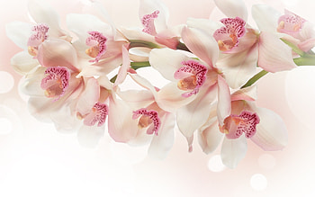 White And Pink Orchids HD wallpaper