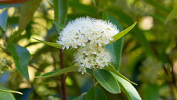 Myrtle Herb, Auckland Zoo, Native species, Wildlife habitat HD wallpaper