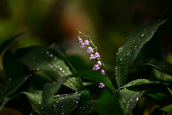 Rosea, Lilies of the Valley HD wallpaper