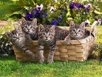Animals, Flowers, Grass, Basket, Kittens, Lots Of, Multitude HD wallpaper