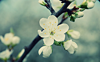 Flowers, Background, Plant, Macro, Bloom, Flowering, Greased, Smeared HD wallpaper