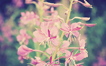 Flowers, Background, Macro, Branch, Faded HD wallpaper