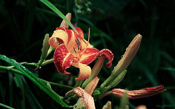 Flowers, Drops, Flower, Greens, Buds, Lily HD wallpaper