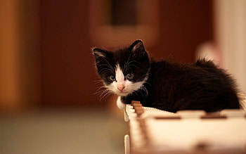 Animals, Kitty, Kitten, Spotted, Spotty, Blur, Smooth, Kid, Tot HD wallpaper