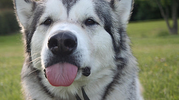 Funny Husky, dog, animal, funny, huskey HD wallpaper