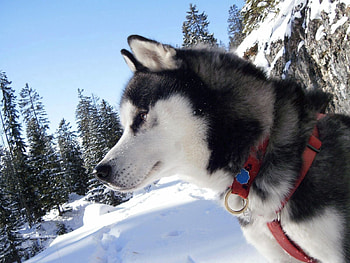 Animals, Snow, Dog, Spotted, Spotty, Kid, Collar, Laika HD wallpaper