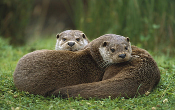Animals, Grass, Couple, Pair, To Lie Down, Lie, Otter, European HD wallpaper