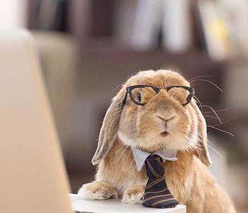 :D, animal, bunny, glasses, cute, funny, easter, rodent, rabbit HD wallpaper