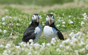Animals, Birds, Grass, Couple, Pair, Cul-De-Sac, Dead End HD wallpaper