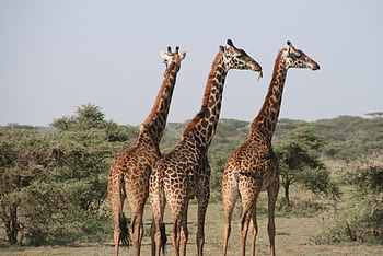 Close-up of three giraffes in the savannah, captured in daylight on a safari. HD wallpaper