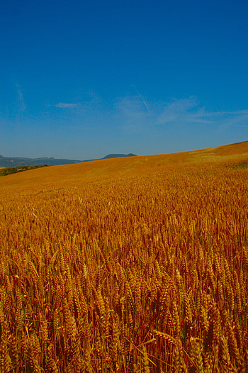 Nature, Sky, Summer, Field, Ears, Spikes HD phone wallpaper