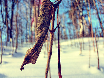 Winter, Grass, Snow, Macro, Branch, Dry HD wallpaper