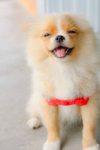 Delightful Pomeranian puppy with fluffy fur and a bright red harness, happily smiling indoors. HD phone wallpaper
