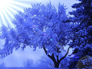 Rays in winter snow, winter, blue, rays, snow, trees, sky, nature, lovely HD wallpaper