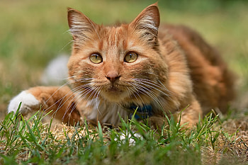 Cat, animal, grass, orange, ginger, pisica, summer, green, paw HD wallpaper