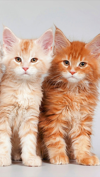 Captivating feline, Furry companion, Playful antics, Whiskers and all HD phone wallpaper