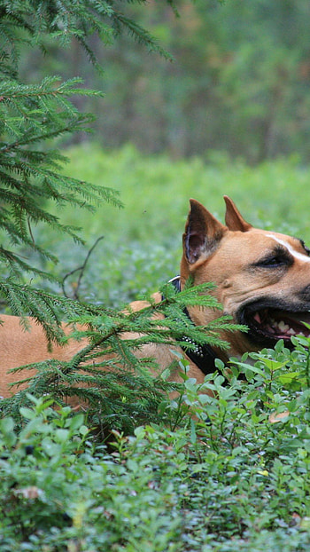 Dog in the Jungle, dog, animal HD phone wallpaper