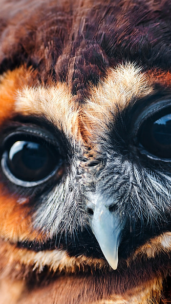 National Geographic funny animal , Amusing owl , Expressive eyes, Playful wildlife HD phone wallpaper