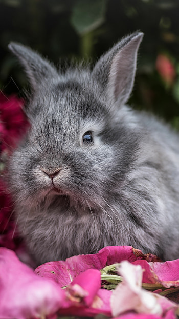 Lionhead, Rabbits HD phone wallpaper