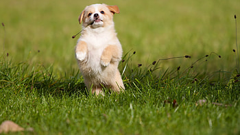Light Brown White Dog Puppy Is Standing On Grass In Blur Green Background Dog HD wallpaper