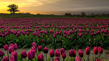 TULIPS, enchanting nature, landscape, flower field, paradise, clouds, nature, sky, splendor HD wallpaper