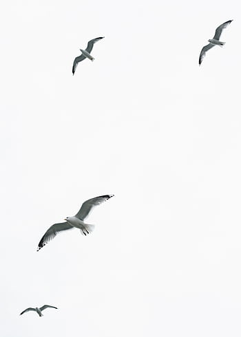 A serene capture of seagulls in flight in Helsinki, Finland. HD phone wallpaper