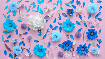 Artwork, Chrysanthemums HD wallpaper