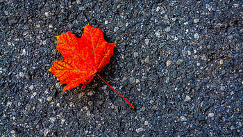 Red Autumn Maple Leaf On Road Macro HD wallpaper