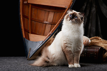 Cat, kitten, animal, kitty HD wallpaper
