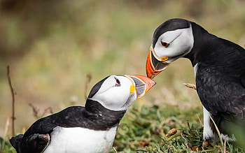 Puffins, cute, animal, bird, puffin HD wallpaper