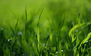 Grass, Macro, Light, Light Coloured HD wallpaper