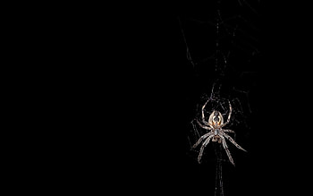 Spider, Spider , Animal fascination, collection HD wallpaper